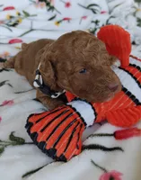 Marley, a male Miniature Goldendoodle for sale in Kansas City, MO – 4 of 5