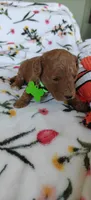 Micah, a female Miniature Goldendoodle for sale in Kansas City, MO – 5 of 5