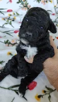 Pete, a male Miniature Goldendoodle for sale in Kansas City, MO – 5 of 5