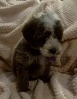 Ollie, a male Miniature Goldendoodle for sale in Kansas City, MO – 5 of 7