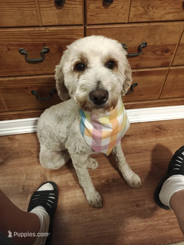 Lady – Miniature Goldendoodle puppy for sale in Kansas City, MO