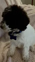 Ruby, a female Miniature Goldendoodle for sale in Kansas City, MO – 6 of 6