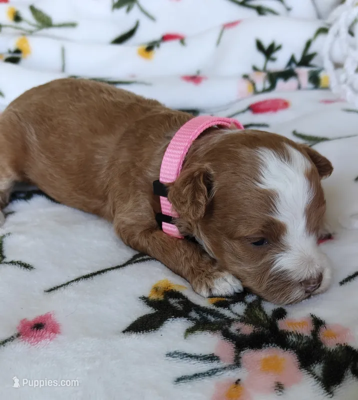 Paisley – Miniature Goldendoodle puppy for sale in Kansas City, MO