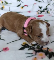 Paisley, a female Miniature Goldendoodle for sale in Kansas City, MO – 1 of 4