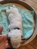 Lucas, a male Miniature Goldendoodle for sale in Kansas City, MO – Photo 1 of 5