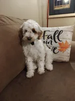 Lucas, a male Miniature Goldendoodle for sale in Kansas City, MO – 6 of 6