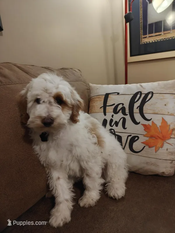 Lucas – Miniature Goldendoodle puppy for sale in Kansas City, MO