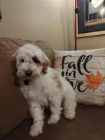 Lucas, a male Miniature Goldendoodle for sale in Kansas City, MO – 1 of 6