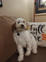 Lucas, a male Miniature Goldendoodle for sale in Kansas City, MO – 2 of 6