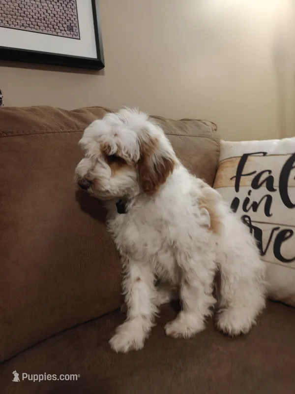 Lucas – Miniature Goldendoodle puppy for sale in Kansas City, MO