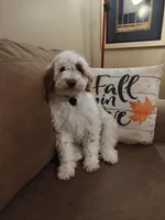 Lucas, a male Miniature Goldendoodle for sale in Kansas City, MO – 3 of 6