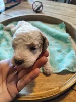 Lucas, a male Miniature Goldendoodle for sale in Kansas City, MO – Photo 4 of 5