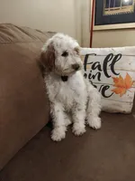 Lucas, a male Miniature Goldendoodle for sale in Kansas City, MO – 4 of 6