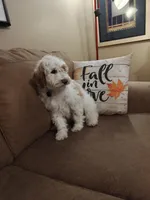 Lucas, a male Miniature Goldendoodle for sale in Kansas City, MO – 5 of 6
