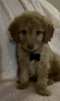Rex, a male Miniature Goldendoodle for sale in Kansas City, MO – 3 of 5
