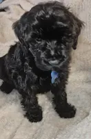 Rose, a female Miniature Goldendoodle for sale in Kansas City, MO – 2 of 5