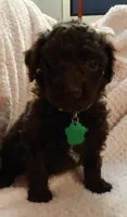 Rowe, a male Miniature Goldendoodle for sale in Kansas City, MO – 1 of 5