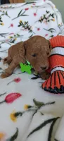 Micah, a female Miniature Goldendoodle for sale in Kansas City, MO – 2 of 5