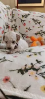 Madeline , a female Miniature Goldendoodle for sale in Kansas City, MO – 3 of 6