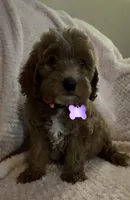 Opal, a female Miniature Goldendoodle for sale in Kansas City, MO – 2 of 6
