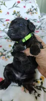 Paris, a female Miniature Goldendoodle for sale in Kansas City, MO – 2 of 6
