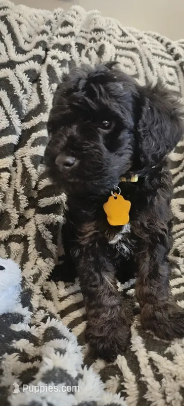 Paris – Miniature Goldendoodle puppy for sale in Kansas City, MO