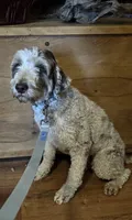 Piper , a female Miniature Goldendoodle for sale in Kansas City, MO – 2 of 5