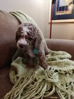 Mason, a male Miniature Goldendoodle for sale in Kansas City, MO – 6 of 6
