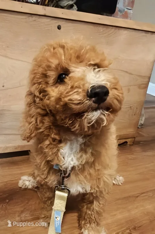 Mario – Miniature Goldendoodle puppy for sale in Kansas City, MO