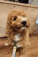 Mario, a male Miniature Goldendoodle for sale in Kansas City, MO – 2 of 8