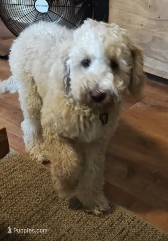 Leo (Baby) – Miniature Goldendoodle puppy for sale in Kansas City, MO