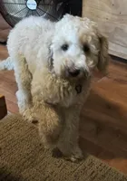 Leo (Baby), a male Miniature Goldendoodle for sale in Kansas City, MO – 1 of 7