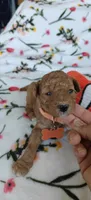 Margot, a female Miniature Goldendoodle for sale in Kansas City, MO – 5 of 5