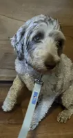 Piper , a female Miniature Goldendoodle for sale in Kansas City, MO – 4 of 5