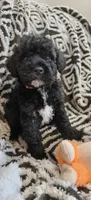 Pete, a male Miniature Goldendoodle for sale in Kansas City, MO – 5 of 6