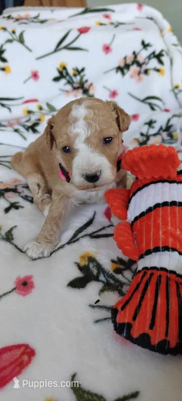 Mary – Miniature Goldendoodle puppy for sale in Kansas City, MO