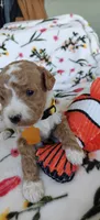 May, a female Miniature Goldendoodle for sale in Kansas City, MO – 5 of 5