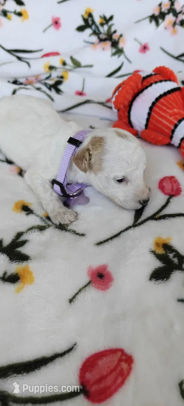Madeline  – Miniature Goldendoodle puppy for sale in Kansas City, MO