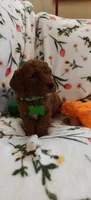 Micah, a female Miniature Goldendoodle for sale in Kansas City, MO – 2 of 5