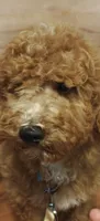 Mario, a male Miniature Goldendoodle for sale in Kansas City, MO – 5 of 8