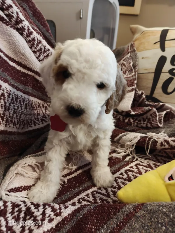 Max – Miniature Goldendoodle puppy for sale in Kansas City, MO