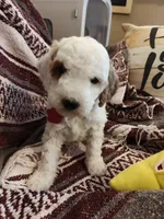 Max, a male Miniature Goldendoodle for sale in Kansas City, MO – Photo 1 of 2