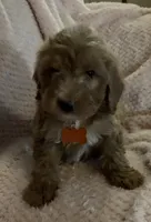Owen, a male Miniature Goldendoodle for sale in Kansas City, MO – 3 of 7