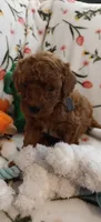 Mark, a male Miniature Goldendoodle for sale in Kansas City, MO – 3 of 4