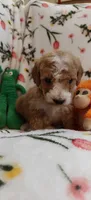 Mary, a female Miniature Goldendoodle for sale in Kansas City, MO – 3 of 6