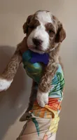 Myles, a male Miniature Goldendoodle for sale in Kansas City, MO – 1 of 3