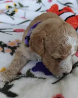 Mikki, a female Miniature Goldendoodle for sale in Kansas City, MO – 2 of 5