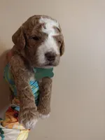 Mason, a male Miniature Goldendoodle for sale in Kansas City, MO – 6 of 6