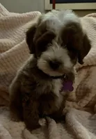 Ollie, a male Miniature Goldendoodle for sale in Kansas City, MO – 2 of 7
