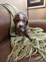 Mason, a male Miniature Goldendoodle for sale in Kansas City, MO – 3 of 6